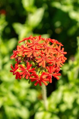 Saint Gallen, İsviçre, 13 Haziran 2025 Lychnis Chalcedonica veya botanik bahçesindeki Malta haç bitkisi