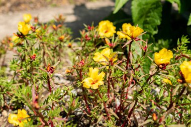 Saint Gallen, İsviçre, 13 Haziran 2025 Portekiz Grandiflora veya botanik bahçesindeki Meksika gül bitkisi