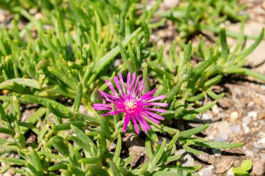 Saint Gallen, İsviçre, 13 Haziran 2025 Delosperma Cooperi veya botanik bahçesindeki buz fabrikası