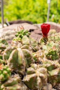 Saint Gallen, İsviçre, 13 Haziran 2025 Echinocereus Triglochidiatus ya da botanik bahçesindeki Kral Kupası kaktüsü bitkisi