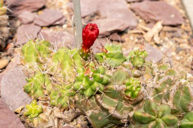 Saint Gallen, İsviçre, 13 Haziran 2025 Echinocereus Triglochidiatus ya da botanik bahçesindeki Kral Kupası kaktüsü bitkisi