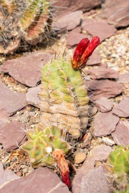 Saint Gallen, İsviçre, 13 Haziran 2025 Echinocereus Triglochidiatus ya da botanik bahçesindeki Kral Kupası kaktüsü bitkisi