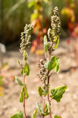 Saint Gallen, İsviçre, 13 Haziran 2025 Chenopodium Quinoa veya botanik bahçesindeki kinoa bitkisi