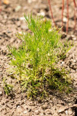 Saint Gallen, İsviçre, 13 Haziran 2025 Nigella Arvensis veya botanik bahçesindeki yabani rezene çiçeği