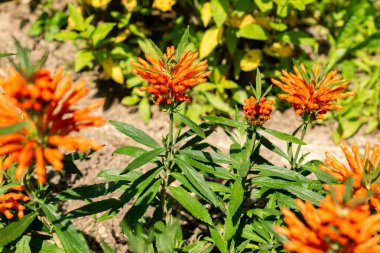 Saint Gallen, İsviçre, 13 Haziran 2025 Leonotis Leonurus veya botanik bahçesindeki aslan kuyruğu bitkisi.