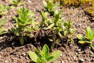Saint Gallen, İsviçre, 13 Haziran 2025 Helichrysum Aureum bitkisi botanik bahçesinde.