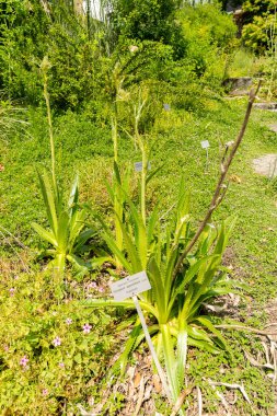 Zürih, İsviçre, 16 Haziran 2025 Eryngium Agavifolium fabrikası botanik bahçesinde