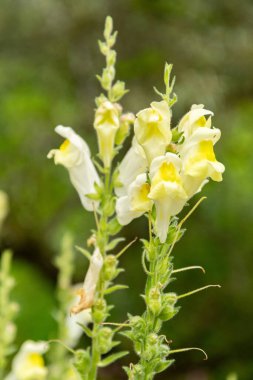 Zürih, İsviçre, 16 Haziran 2025 Veronica Avusturya veya botanik bahçesindeki büyük yarış bitkisi