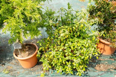 Zürih, İsviçre, 16 Haziran 2025 Dichroa Febrifuga tesisi botanik bahçesinde