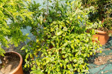 Zürih, İsviçre, 16 Haziran 2025 Dichroa Febrifuga tesisi botanik bahçesinde