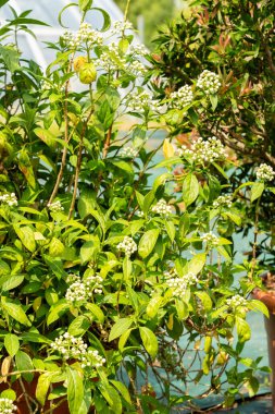 Zürih, İsviçre, 16 Haziran 2025 Dichroa Febrifuga tesisi botanik bahçesinde