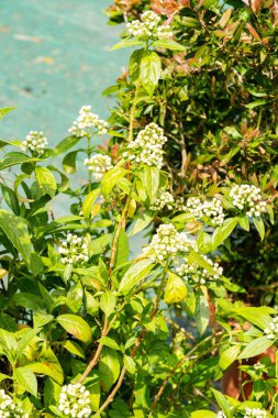 Zürih, İsviçre, 16 Haziran 2025 Dichroa Febrifuga tesisi botanik bahçesinde