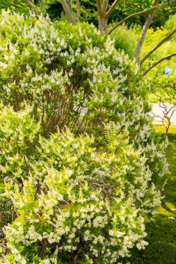 Zürih, İsviçre, 16 Haziran 2025 Hebe Traversii bitkisi botanik bahçesinde