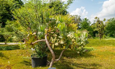 Zürih, İsviçre, 16 Haziran 2025 Protea Grandiceps veya botanik bahçesindeki rooisuikerbos fabrikası