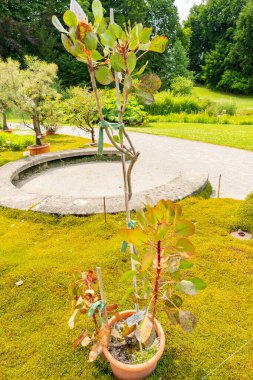 Zürih, İsviçre, 16 Haziran 2025 Protea Cynaroides veya botanik bahçesindeki kral protea bitkisi