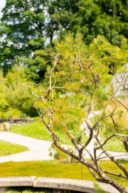 Zürih, İsviçre, 16 Haziran 2025 Calothamnus Quadrifidus veya botanik bahçesindeki bir şişe fırçası fabrikası