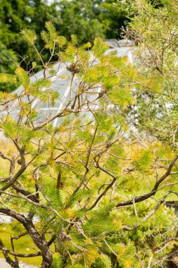 Zürih, İsviçre, 16 Haziran 2025 Calothamnus Quadrifidus veya botanik bahçesindeki bir şişe fırçası fabrikası