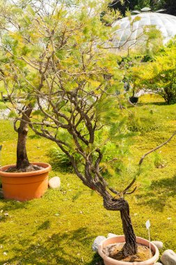 Zürih, İsviçre, 16 Haziran 2025 Calothamnus Quadrifidus veya botanik bahçesindeki bir şişe fırçası fabrikası