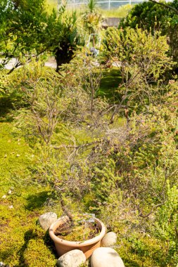 Zürih, İsviçre, 16 Haziran 2025 Erica Baccan veya botanik bahçesindeki böğürtlen bitkisi