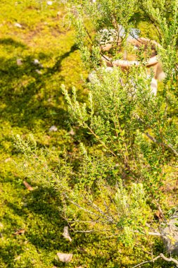 Zürih, İsviçre, 16 Haziran 2025 Phylica Paniculata Bitkisi Botanik Bahçesinde