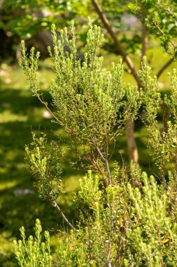 Zürih, İsviçre, 16 Haziran 2025 Phylica Paniculata Bitkisi Botanik Bahçesinde