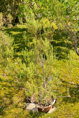 Zürih, İsviçre, 16 Haziran 2025 Phylica Paniculata Bitkisi Botanik Bahçesinde