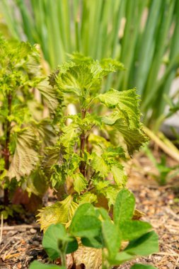 Zürih, İsviçre, 16 Haziran 2025 Perilla Frutescens var Crispa veya botanik bahçesindeki Deulkkae fabrikası