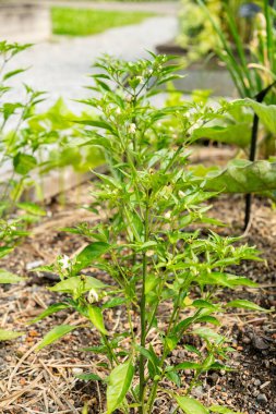 Zürih, İsviçre, 16 Haziran 2025 Capsicum Annuum tesisi botanik bahçesinde.