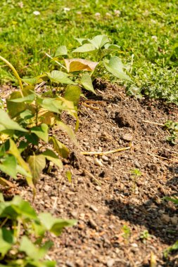Zürih, İsviçre, 16 Haziran 2025 Ipomoea Batatas veya botanik bahçesindeki tatlı patates fabrikası