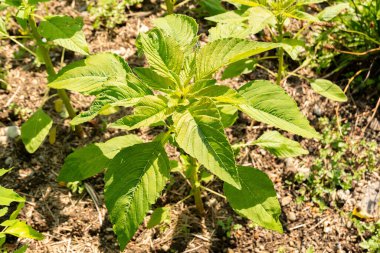 Zürih, İsviçre, 16 Haziran 2025 Amaranthus Caudatus Kiwicha veya botanik bahçesindeki püskül çiçeği bitkisi