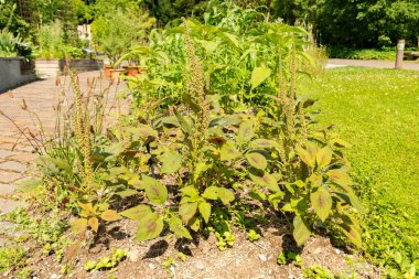 Zürih, İsviçre, 16 Haziran 2025 Amaranthus Cruentus veya botanik bahçesindeki kan bitkisi