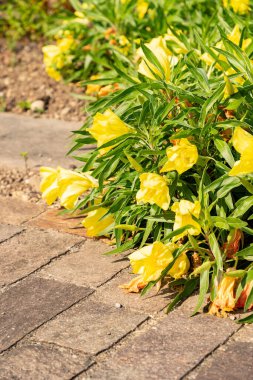 Zürih, İsviçre, 16 Haziran 2025 Oenothera Macrocarpa veya Missouri Primerose bitkisi botanik bahçesinde