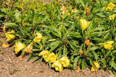 Zürih, İsviçre, 16 Haziran 2025 Oenothera Macrocarpa veya Missouri Primerose bitkisi botanik bahçesinde