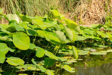 Zürih, İsviçre, 16 Haziran 2025 Nelumbo Nucifera veya botanik bahçesindeki Hint lotusu bitkisi