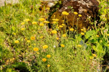 Zürih, İsviçre, 16 Haziran 2025 Erodium Absinthoides bitkisi botanik bahçesinde