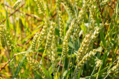 Zürih, İsviçre, 16 Haziran 2025 Triticum Aestivum veya botanik bahçesindeki buğday bitkisi