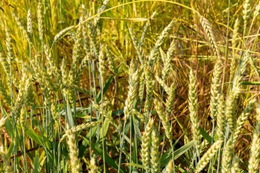 Zürih, İsviçre, 16 Haziran 2025 Triticum Aestivum veya botanik bahçesindeki buğday bitkisi