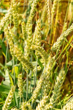 Zürih, İsviçre, 16 Haziran 2025 Triticum Aestivum veya botanik bahçesindeki buğday bitkisi