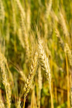 Zürih, İsviçre, 16 Haziran 2025 Triticum Urartu veya botanik bahçesindeki kırmızı buğday bitkisi