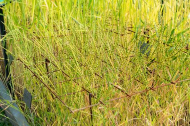 Zürih, İsviçre, 16 Haziran 2025 Botanik Bahçesindeki Aegilops Ventricosa fabrikası
