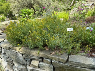 Zürih, İsviçre, 16 Haziran 2025 Hypericum Orientale veya botanik bahçesindeki doğu Saint Johns Wort