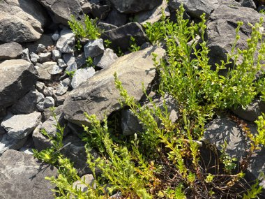 Zürih, İsviçre, 16 Haziran 2025 Veronica Fruticulosa Bitkisi Botanik Bahçesinde