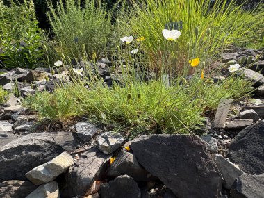 Zürih, İsviçre, 16 Haziran 2025 Papaver Sendtneri bitkisi botanik bahçesinde
