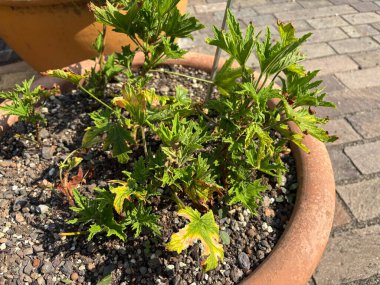 Zürih, İsviçre, 16 Haziran 2025 Pelargonium Citronellum bitkisi botanik bahçesinde.