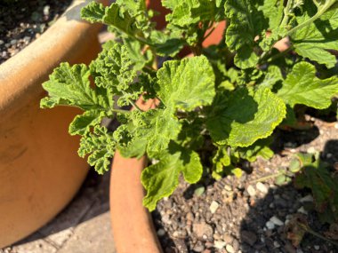 Zürih, İsviçre, 16 Haziran 2025 Pelargonium Panduriforme tesisi botanik bahçesinde.