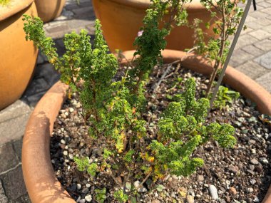 Zürih, İsviçre, 16 Haziran 2025 Pelargonium Crispum bitkisi botanik bahçesinde