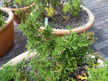 Zürih, İsviçre, 16 Haziran 2025 Pelargonium Radens bitkisi botanik bahçesinde