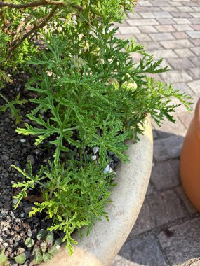 Zürih, İsviçre, 16 Haziran 2025 Pelargonium Radens bitkisi botanik bahçesinde