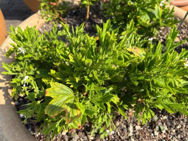 Zürih, İsviçre, 16 Haziran 2025 Pelargonium Scabrum bitkisi botanik bahçesinde