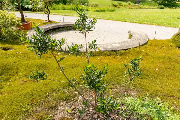 Zürih, İsviçre, 16 Haziran 2025 Crinodendron Hookerianum veya botanik bahçesindeki Şili fener bitkisi